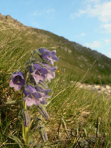 Dzwonek alpejski
