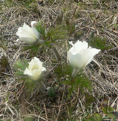 Sasanka alpejska
